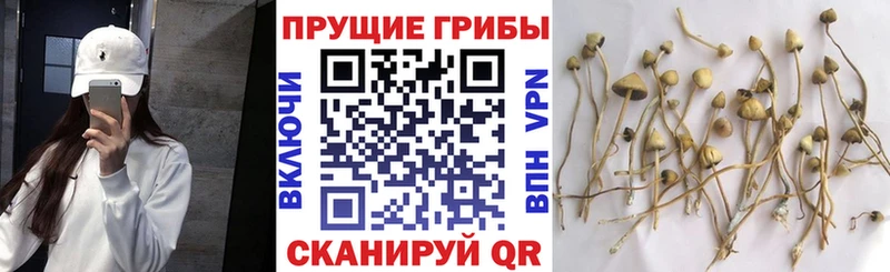 дарнет шоп  ОМГ ОМГ онион  Псилоцибиновые грибы GOLDEN TEACHER  Медвежьегорск 